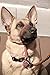 Dog Leash - GOMA Industries Reflective Chew Resistant Lead - 100% Nylon Indestructible Training leashes - for Medium Large and XL pups - Mountain Climbing Rope Made- Red
