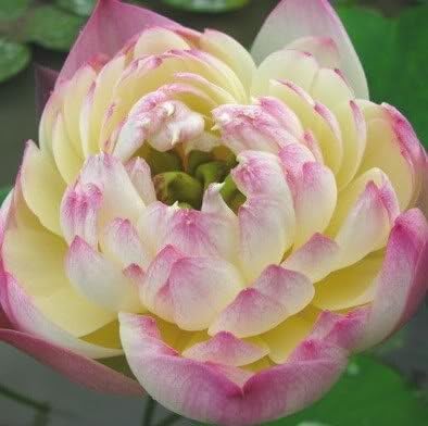 Amazon Com Coossi Chinese Fresh Unique Lotus Flower Nelumbo Nucifera 5 Seeds Diy Garden Outdoor