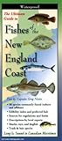 The Ultimate Guide to Fishes of the New England Coast