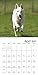 German Shepherds Wall Calendar (2017)