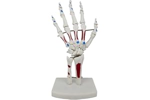 Cenroelon Skeleton Hand Model Palmar Anatomy Muscle Model with Wrist, Ulna, Hinged Hand