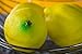 Juvale Fake Fruit Lemons - 10 Piece Artificial Fruit Decorations, Fake Fruit Decoration Still Life Paintings, Storefront, Kitchen Decor, Yellow, 3.7 x 2.5 inches