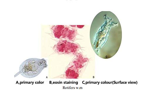 5 DIY+SCIENCE+Prepared+Nematoda+Microscope+Education