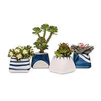 TOUCH MISS Ceramic Succulent Planter Pot with a Hole,Pack of 4,5.5x3.35x3.15 Inch White and Royal Blue Square