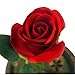 Emyln Beauty and The Beast Rose, Enchanted Rose Flower with 10 LED USB Lights in Glass Dome on a Wooden Base for Lover, Weddings, Anniversaries, (Red) 