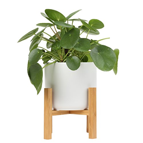 Costa Farms Chinese Money Plant, Pilea Peperomioides, Sharing Indoor Plant, Mid Century Planter and Plant Stand, White, 14-Inches Tall