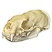 Innoverse Real Bone Coyote Raccoon Muskrat Mink Skunk Skull Taxidermy Bone (All 5 Skulls Combo)