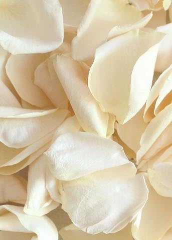 Freeze Dried Rose Petals in Ivory - 8 Cups