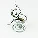 Pack of 6 Small Air Plant Holder Air Plant Base Tillandsia ionantha Fuego Planter Tillandsia Container Stainless Steel Wire Air Plant Stand Air Plant Holders Tillandsia Plant Display Racks