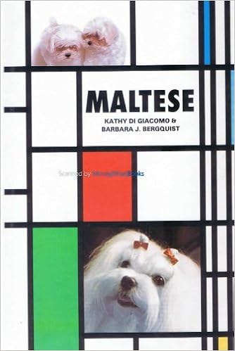 Maltese (