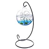 2 Marimo Balls Sky Blue Glass Pebble Little Fan Coral in 3.5