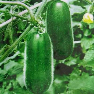 Pinkdose 10seeds pequeñas semillas de melón de invierno en maceta ...