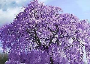 SRUSHTI TRADERS bonsai JACARANDA - 3 year old live plant