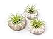 Air Plant Sea Urchin Kit (9 Variety Pack) - Natural Shell Containers / Holders for Live Tillandsia - Multicolor Stand / Jellyfish Pot for Indoor Home Decor by Aquatic Arts