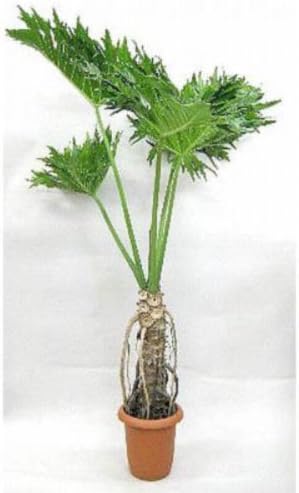 Amazon セローム 根上リ 8号 観葉植物 オンライン通販