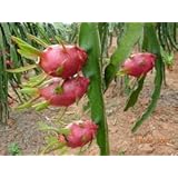 9GreenBox - Dragon Fruit Flower - 1 Gallon