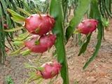 9GreenBox - Dragon Fruit Flower - 1 Gallon