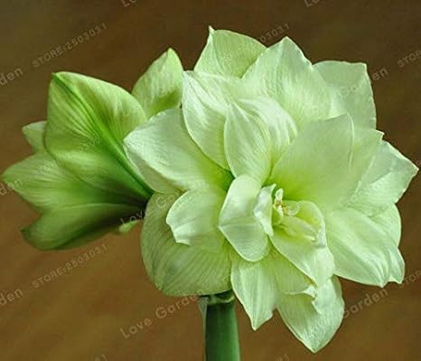 Amazon Co Jp 2種 アマリリス種 ライトグリーンアマリリスの花 バルバドスリリー アマリリスの種 Diy 工具 ガーデン