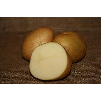 Amazon.com : FARM DIRECT- ORGANIC SEED POTATOES- Huckleberry Gold 2 lbs : Garden & Outdoor