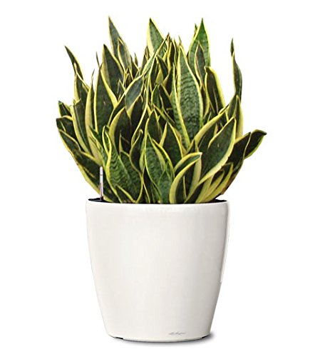 Buy Universal Snake Plant Window Decorated Plant Table Top Indoor Snake Plants Balcony Garden Terrace Lucky Snake Plants Online At Low Prices In India Amazon In