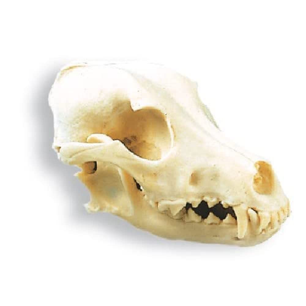 3B Scientific Dog Skull (Canis lupus familiaris), Replica