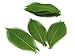 NAVA CHIANGMAI Rubber Tree Leaves - Pack of 100 Skeleton Leaves Decorative DIY Craft, Artificial Leaves Craft Card Scrapbook DIY Handmade Embellishment Decoration Art (Green)