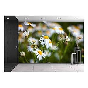 Field of Daisies on Meadow at Spring Time - Removable Wall Mural | Self-Adhesive Large Wallpaper - 66x96 inches