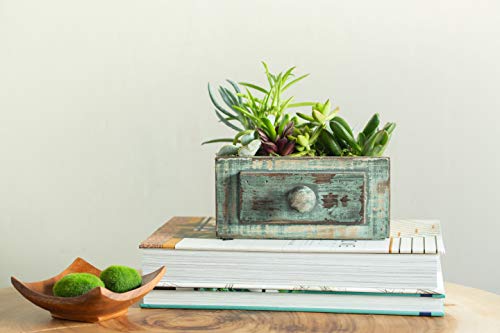 Live Succulent Garden Planted In 6" By 9" Wooden Drawer Container, From Hallmark Flowers