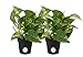Costa Farms Pothos Live Plants (2-Pack), Easy Care Vining Live Indoor Houseplants, Air Purifier Trailing Plants Potted in Nursery Pots, Potting Soil, Gift for Office and Home Decor, 8-Inches Tall