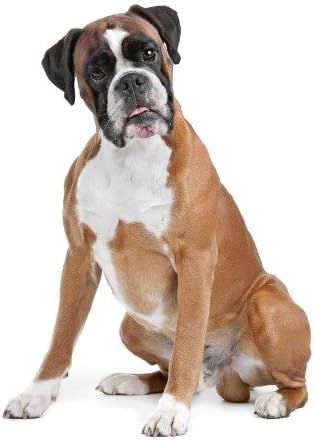 Amazon Com Conversationprints Boxer Dog Poster Picture Photo