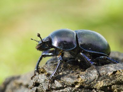 Dor Beetle on Dung
