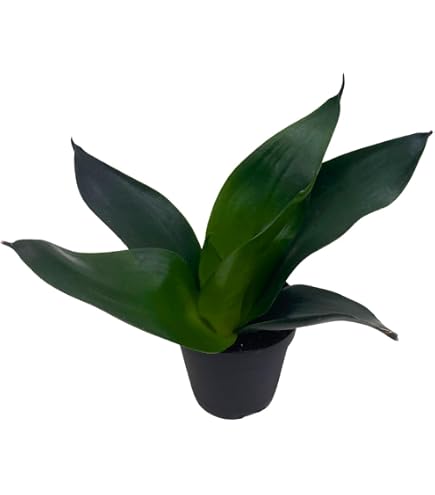 Amazon.com : Snake Plant Black Robusta Live Plant for Indoor | Different  Houseplants in 4'' & 6'' Pot | Real House Plant for Living Room, Office,  Desk & Bathroom | Laurentii :