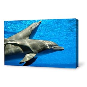 signwin Canvas Wall Art Lovely Dolphin Canvas Prints...