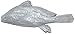Nasco 9711405 Life/Form Fish Replica Rubber Stamp, Freshwater Drum, Right Side, 10