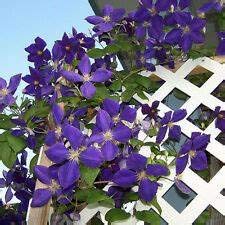 Radha Krishna Agriculture Clematis Seeds Mixed Color Flower Seeds Garden Balcony Climbing Plants - Mixed Color 60 seeds