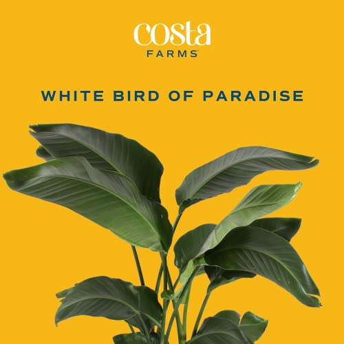 Costa Farms White Bird of Paradise, Live Indoor Plant in Modern Décor