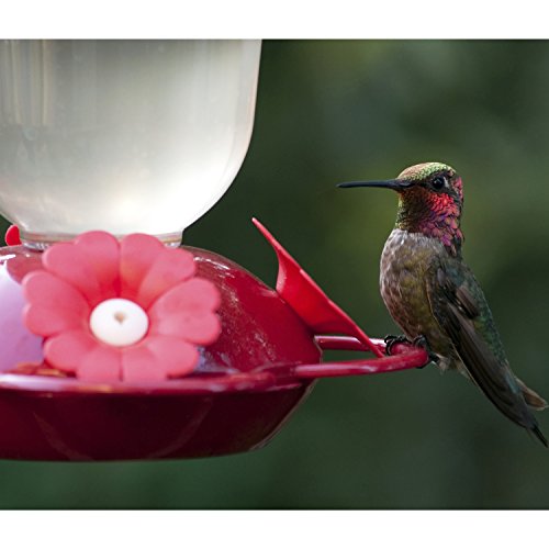 Perky Pet 403cp Pinch Waist Plastic Hummingbird Feeder 8 Ounce