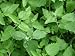 Heirloom Catnip