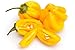 Iya Foods African Yellow Habaneros 5 ounces, Kosher Certified, No Preservatives, No Added Color, No Additives, No MSG ( Yellow Pepper)