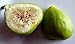 Lemon Italian Honey Fig Plant - Lattarula - 4" Pot