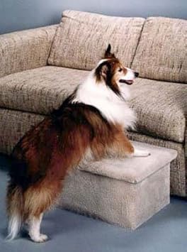 puppies for sale near me under 100