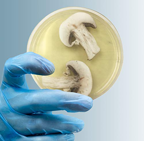 1 Potato+Dextrose+Agar+Plates+Prepoured