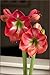 Amaryllis Bulb Pink Amaryllis Pink Mimosa - 30/32cm Bulb - Outstanding Indoor Blooms!