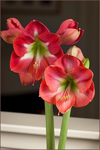 Amaryllis Bulb Pink Amaryllis Pink Mimosa - 30/32cm Bulb - Outstanding Indoor Blooms! Amaryllis Bulb Pink Amaryllis Pink Mimosa - 30/32cm Bulb - Outstanding Indoor Blooms!