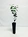 1-2 Foot Meyer Lemon Tree - Potted - Fruiting Size (Not Available in: AZ, Ca, FL,TX)