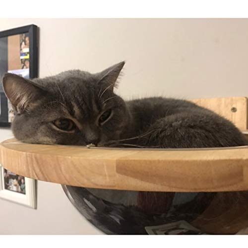 TINTON LIFE WallMounted Wooden Cat Space Clear Capsule Cat Bed Small