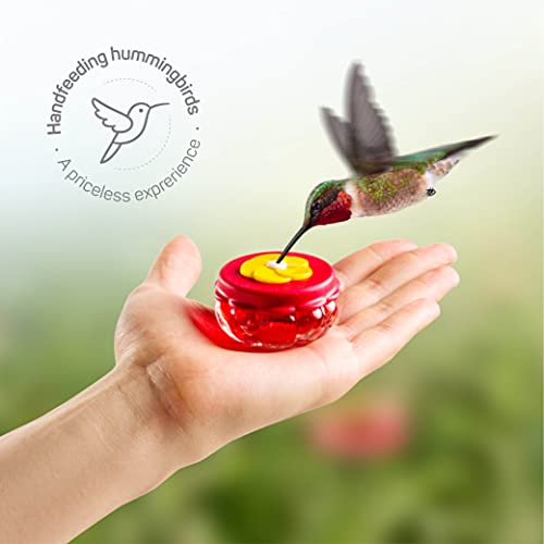 Handheld Small Glass Hummingbird Feeders (Set of 2) with Window Suction
