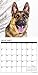 Just German Shepherds 2017 Wall Calendar (Dog Breed Calendars)