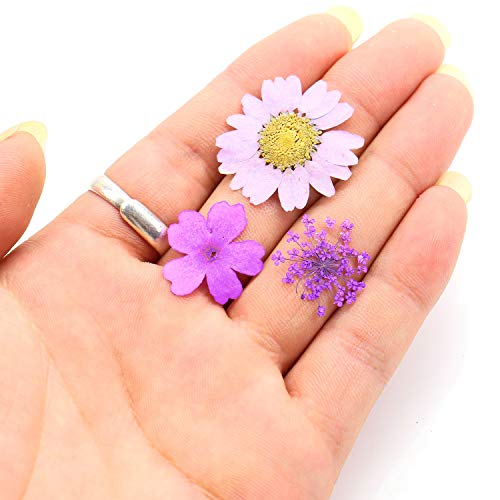 Monrocco Multicolor Real Pressed Dried Flowers DIY Preserved Flower Decorations for Art Craft DIY Resin