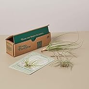 House Plant Box - Subscription: Air Plant Box